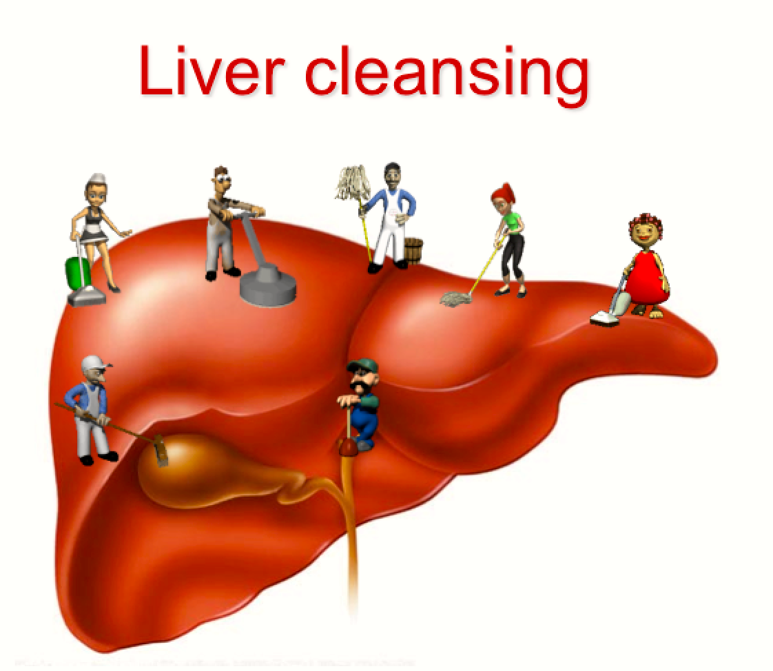 liver pic